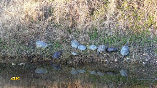 Echte Wildschildkröten in natürlicher Umgebung