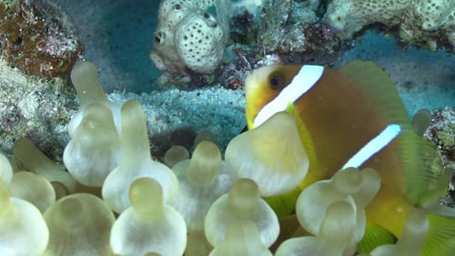 Clown Anemonefish in Coral Reef