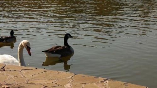 Bandada de pájaros en un lago