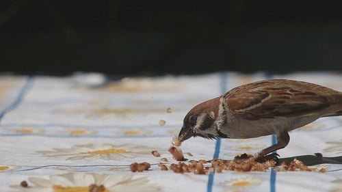 Tiny Sparrow Eating Food on Daisy Tablecloth