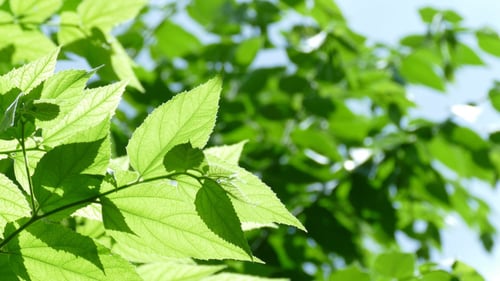 Green Leaves Swaying in Sunlight on a Sunny Day