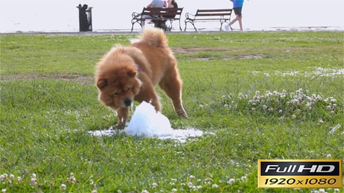 Hund spielt mit Wasser