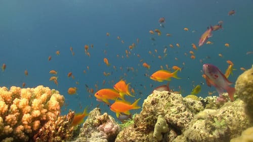 Colorful Fish on Vibrant Coral Reef