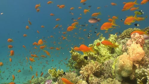 Colorful Fish on Vibrant Coral Reef