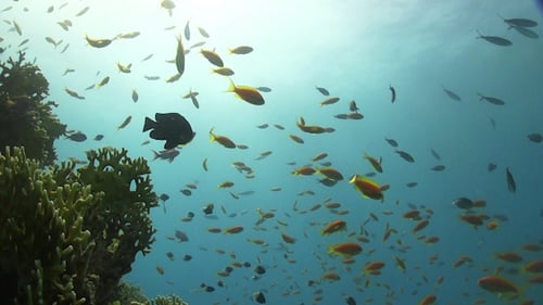 Colorful Fish on Vibrant Coral Reef