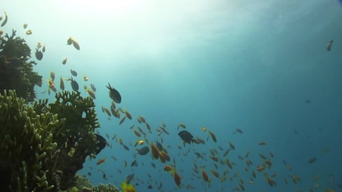 Underwater Coral Reef with Tropical Fish and Diver