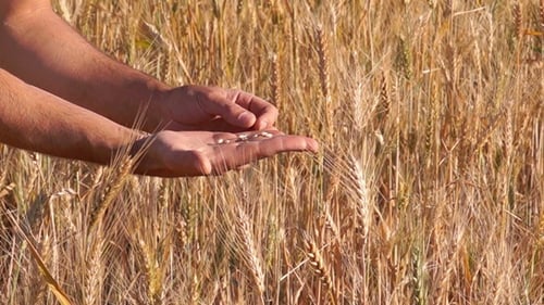 Hands Extracting Grains from Wheat Field