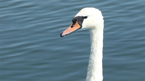Elegant White Swan Swimming and Cleaning Feathers