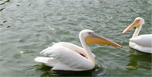 Pelican 6
