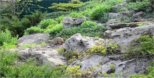 Prairie Dog Foraging in Rocky Green Habitat