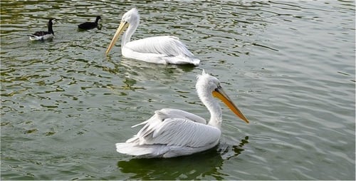 Pelican 3