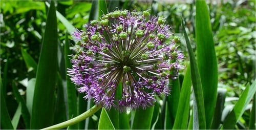 Flower 4