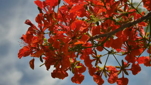 Rote Blumen