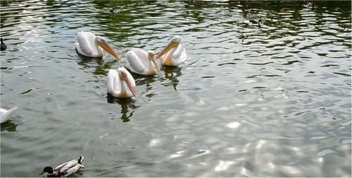 Pelican 2