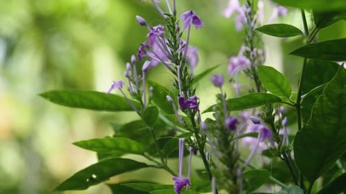 Forest Macro 12