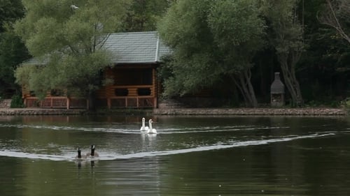 Birds In A Lake