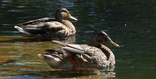 Ducks Preening on a Pond on a Sunny Day