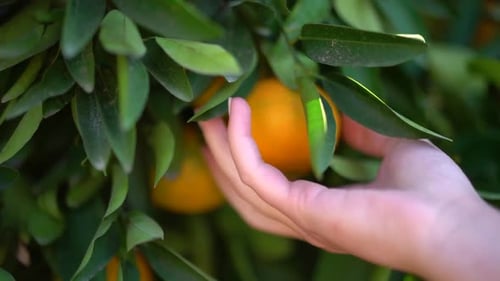 Hand Picking Ripe Orange from Tree