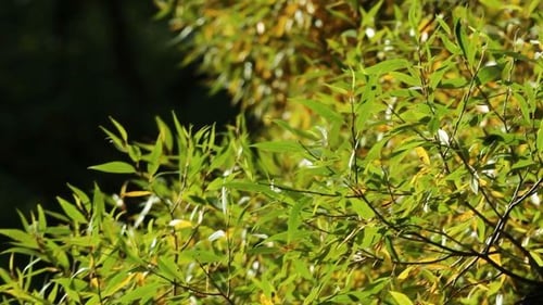 Yellow Leaves In Early Autumn