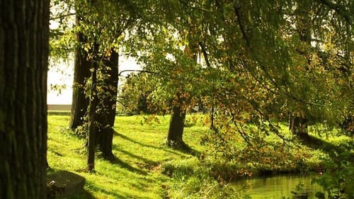 Wald im Frühherbst