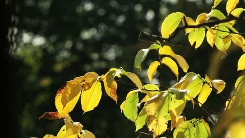 Golden Autumn Leaves Gently Swaying in the Breeze
