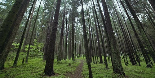 Flug durch den Wald