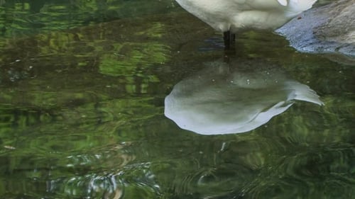 Elegant Swan Swimming in Natural Pond
