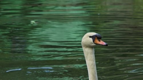 Beautiful White Swan Gliding Through Pond Water