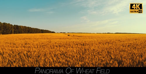Panorama Of Wheat Field 2