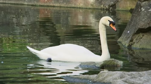Swan In A Pond