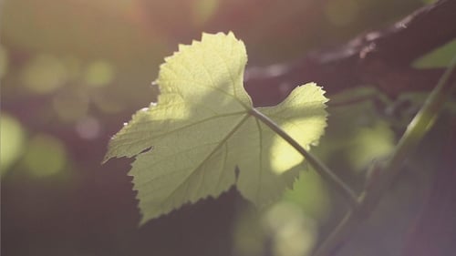 Das Weinblatt