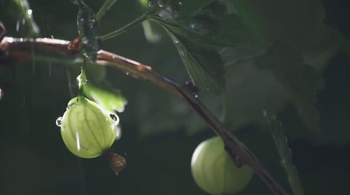 Beere im Regen