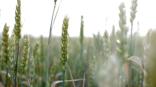 ears of wheat field barley rye bread culture