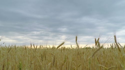 Campo de trigo dorado