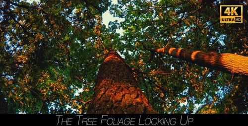 The Tree Foliage Looking Up 3