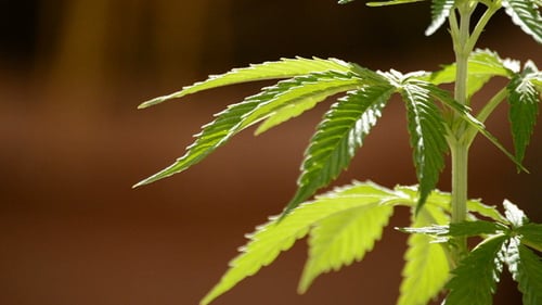 Maryjane Cannabisblätter