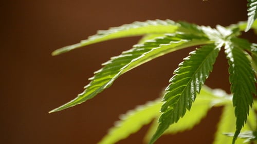 Maryjane-Pflanzenblätter
