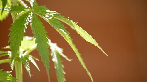 Maryjane Cannabisblätter