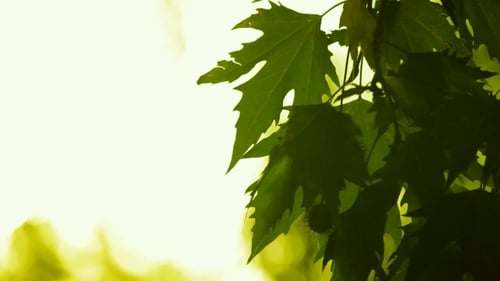 Meaves Und Samen von Bergahorn