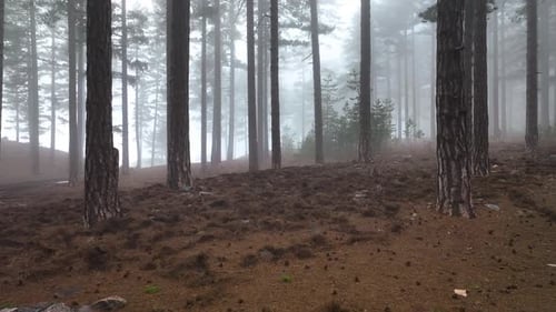 Misty Forest Mysterious Place areial view 4 K