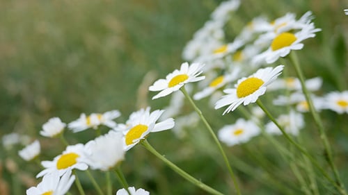 Gänseblümchenblumen tanzen im Wind