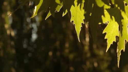 Sunlit Green Leaves Shimmer in the Light