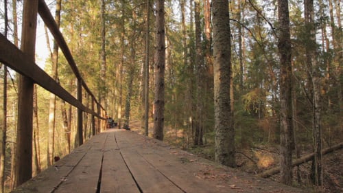 Wooden Bridge in the Forest