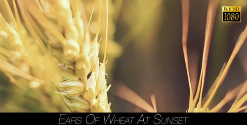 Golden Wheat Close Up in Rural Field