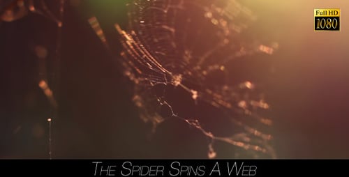Die Spinne dreht ein Netz 5