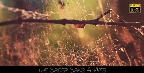 Golden Spiderweb Close-Up at Sunrise or Sunset