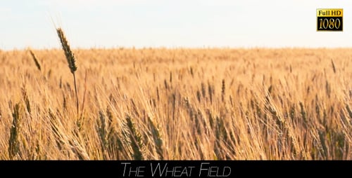 The Wheat Field 3