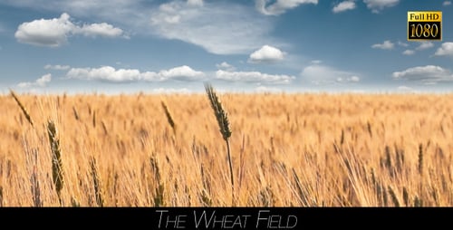 Das Weizenfeld 4