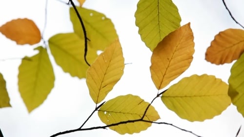 Autumn Leaves Displaying Vibrant Fall Colors