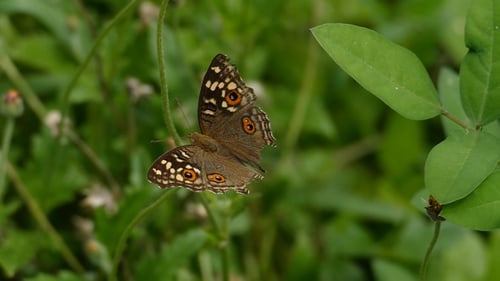 Butterfly On Flower